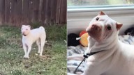Texas Shelter Dog's Desperate Search For A Home Ends In A Life