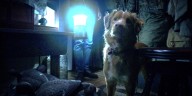 Indy, el perro protagonista de “Good Boy ”que arrasa en cines y busca el Oscar animal
