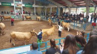 Cangas del Narcea luce músculo ganadero en La Imera: "Hay mucho nivel, mucha cantidad y mucha preparación"