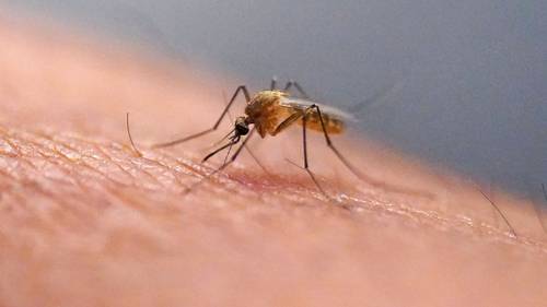 ¿Qué es el virus del chikungunya, que se transmite en Estados Unidos por primera vez en años?