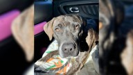 New York Shelter Dog Too Frightened To Move Slowly Learns To Trust Again