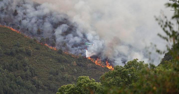 ¿Negacionismo climático 'encubierto'? El desafío de la reforestación tras un incendio