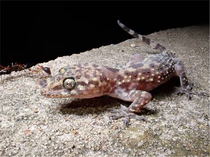 Spotted a Mediterranean Gecko? Indiana DNR wants to know
