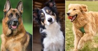 The 18 most intelligent dog breeds