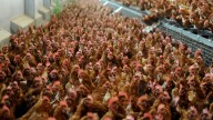 Revolución en el corral: la gripe aviar dispara el precio de los huevos otros 50 céntimos