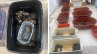 Detienen en Playas de Tijuana a hombre investigado por tráfico de animales marinos