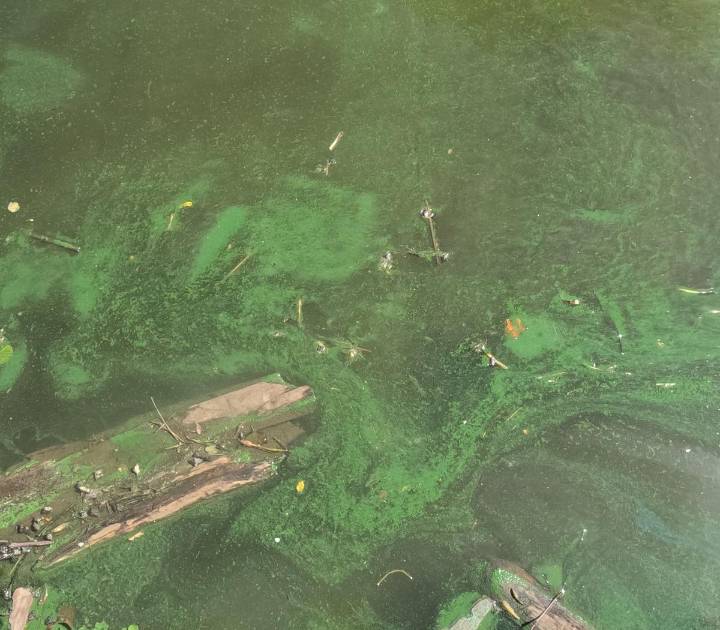 Hudson River Hit With Largest Toxic Bloom In 40 Years