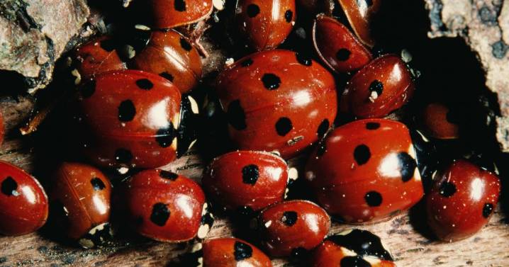 Ladybirds swarm UK homes as baffled Brits given reason for 'invasion'