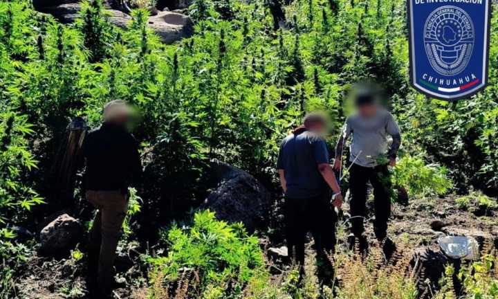 Desmantelan siete plantíos de mariguana y tres campamentos al norte del municipio de Chihuahua