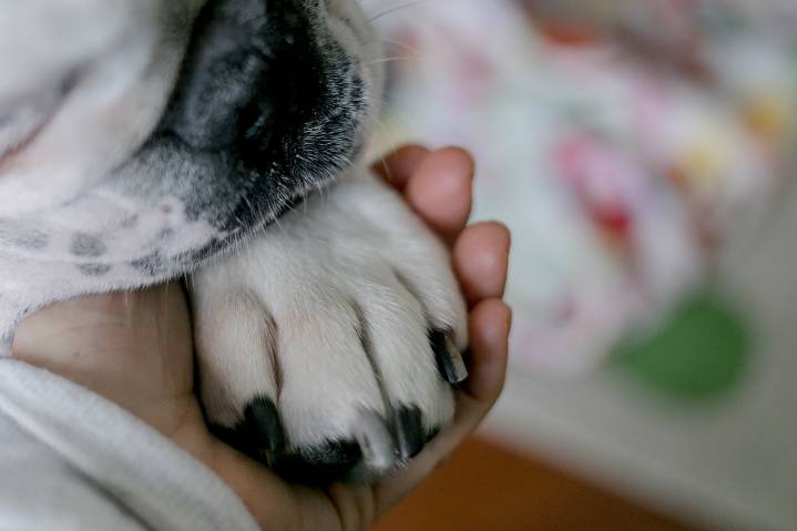 Miss Manners: My friend compared pet’s death to loss of a child. I didn’t know what to say