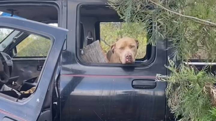 In Hawaii, A Pittie Peeks From A Decaying Truck And Finds Hope In A Stranger’s Eyes