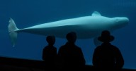 Canada's Marineland theme park says it will have to euthanize 30 beluga whales without emergency funding