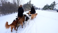 How to walk your dog safely in cold weather