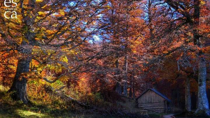 El bosque oculto del Pirineo que despierta en otoño: un refugio de árboles monumentales único en España