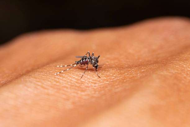 Dengue cases surge in Manipur: Over 2,500 infections reported, 91% spike from last year