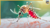 Delhi-NCR reports first death from Dengue this season; Noida Official dies in hospital