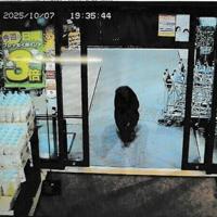 Bear injures two in Japan supermarket, man killed in separate attack