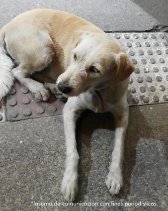 A la cárcel lo mandaron por matar a «copito» durante una riña por una deuda