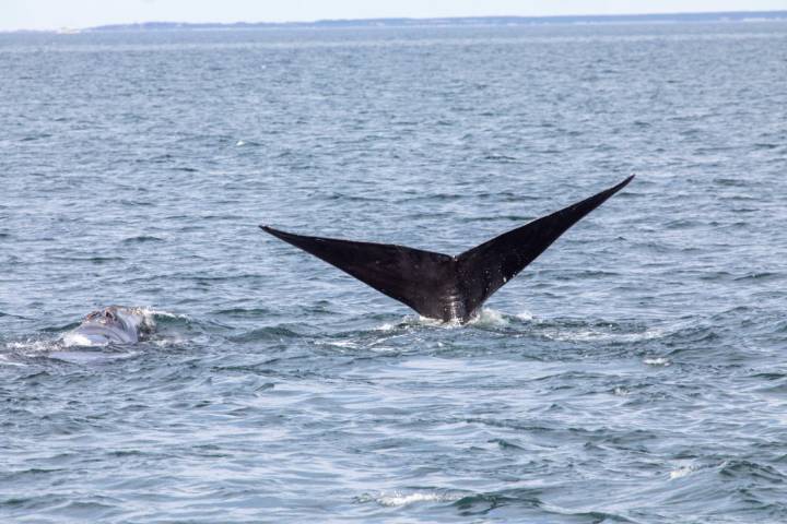 Rare North Atlantic right whale grows population to 384