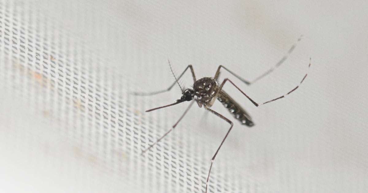 Health Officials Raise the Alarm Over Mosquito Virus Case Reported in U.S.