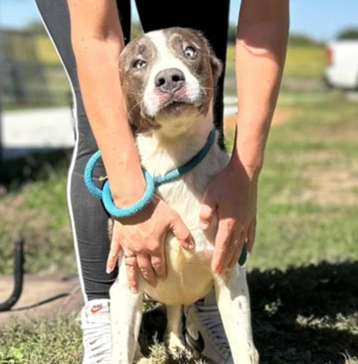 Pet of the Day: Bronco