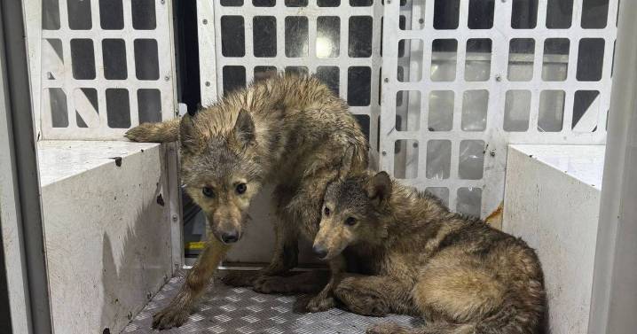 'Howling wolves' captured by police after several sightings reported