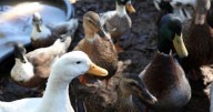 Suspected bird flu lands at a duck farm in northeast Indiana