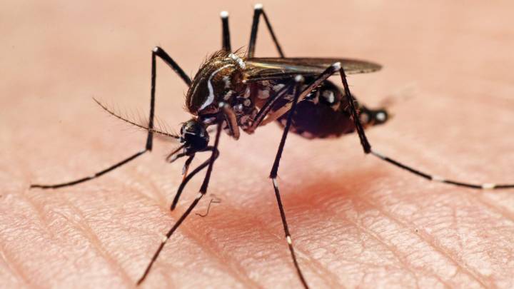 Confirman primer caso local del virus de chikungunya en NY