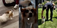 Dueño de un apartamento rescata a perrita abandonada tras descubrir que su inquilina está hospitalizada