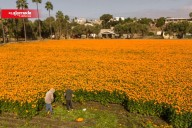 Octubre tiñe de naranja los campos de cempasúchil en Rosarito 