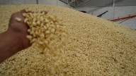 Pagarán a siete mil 200 la tonelada de maíz y en 27 mil pesos la tonelada de frijol a productores