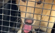 Sí — la ciudad de Bucaramanga (Colombia) aplicó por primera vez la Ley Ángel mediante la aprehensión material preventiva de un canino que se encontraba en malas condiciones. bucaramanga.gov.co+1