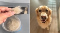Indiana Dog Owner Releases Golden Retriever Fur From Balcony, And What Happens Next Is Stunning