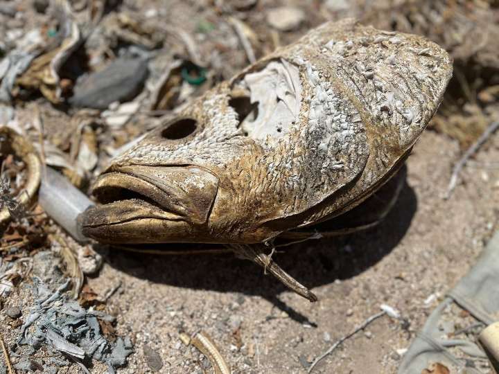 Europa solicitará embargo comercial contra México por falta de protección a vaquita marina