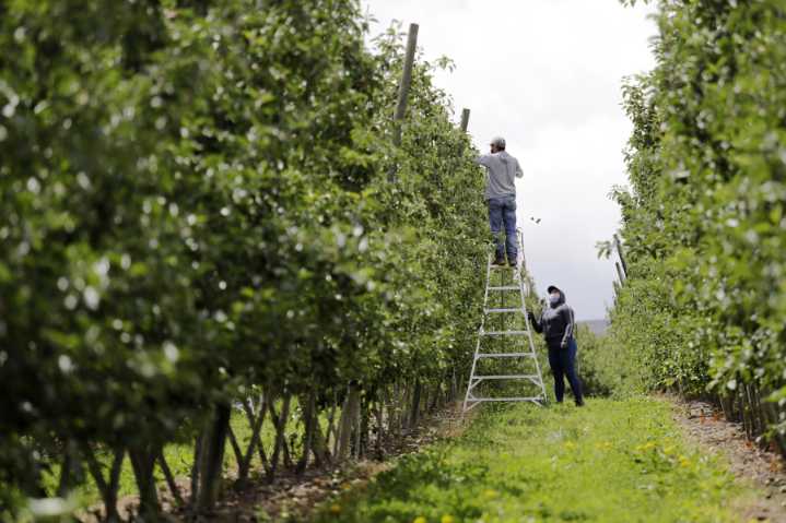 ‘This country no longer defends justice’: Washington farmworkers confronting new reality