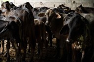 Confirman 9 casos de gusano barrenador en Puebla; alerta se extiende a la Sierra Negra
