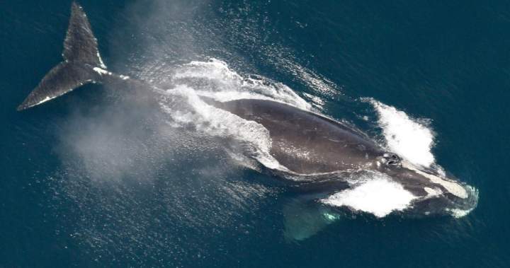 Slow but steady growth in population of North Atlantic right whales