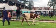 Presuntos miembros de la Guardia Indígena se tomaron la Universidad Nacional: bloquean el ingreso y requisan a estudiantes en la sede Bogotá