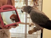 INTERACT Animal Lab: How technology is enhancing animal lives