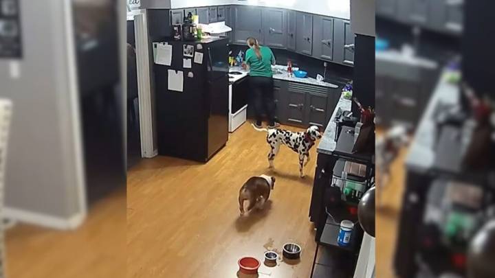 Sneaky Pup In West Virginia Caught On Tape Committing Hilarious Food Heist