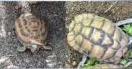 Snatched-up slowpokes: Pair of tortoises stolen from Indianapolis Zoo