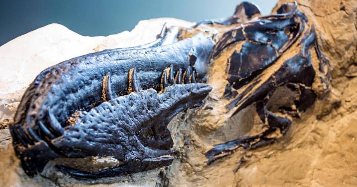 Young T. rex or a new dinosaur? New bones add to the debate