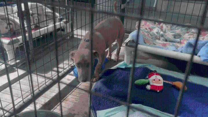 New Hope Animal Rescue gets $3,000 donation