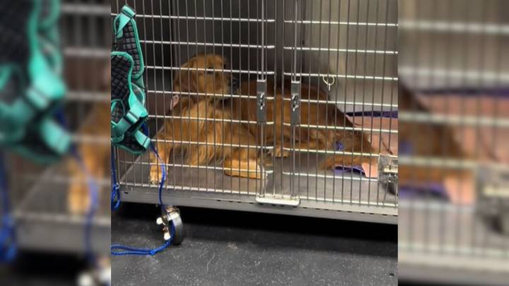 This Dog From Texas Thought He Was Just Visiting The Vet But Then An Upside