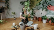 Fertilizantes caseros más efectivos para darle vitalidad a tus plantas