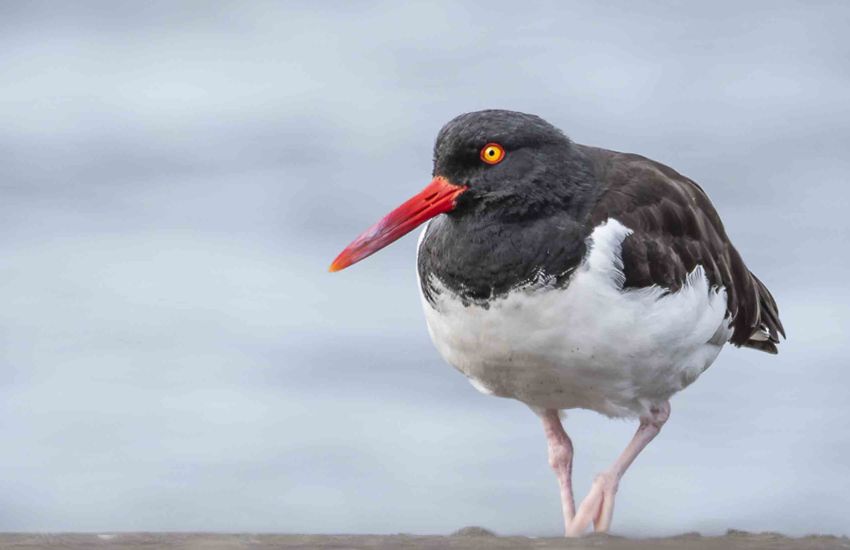 Lanzan Plan Nacional para proteger aves marinas y reforzar su rol clave en la conservación mundial