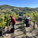La Denominación de Origen Somontano cierra una vendimia corta pero de gran calidad