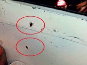 Attack of the roaches sullies KSRTC bus journey