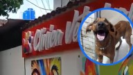Denuncian presunta negligencia veterinaria en Neiva tras la muerte de un canino