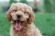 Universidad de Nariño Inaugura Clínica Veterinaria "Carlos Martínez Hoyos"